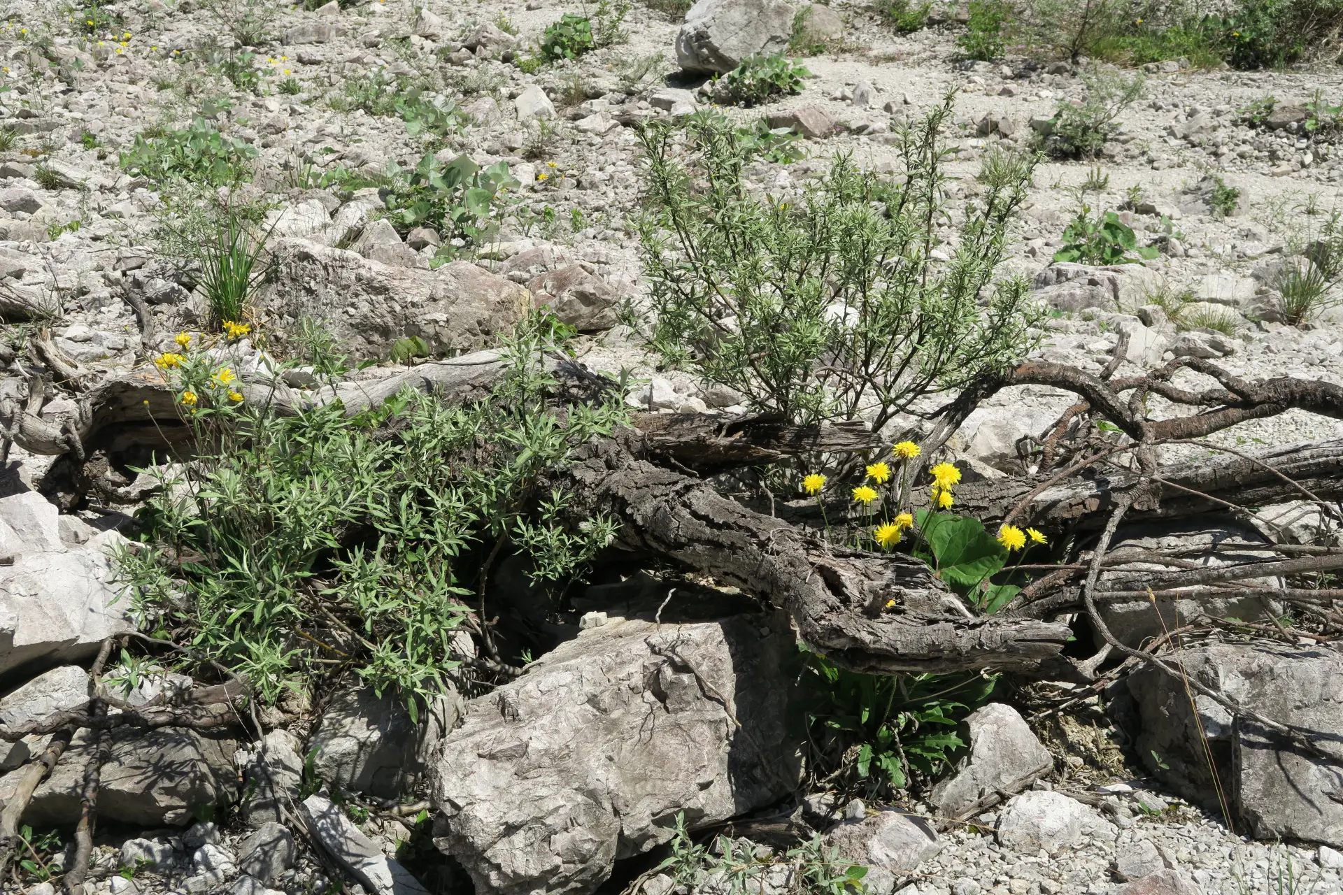 Gelbe Blumen zwischen Steinen und Wurzelholz